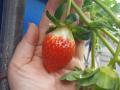 딸기 첫 수확